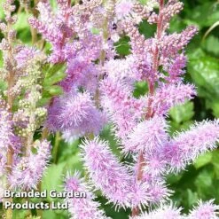 Astilbe Chinensis Var. Pumilla -Perfect Greenery ASTI CHINENSIS S368451