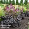 Astilbe 'Dark Side Of The Moon' -Perfect Greenery ASTI DARKSIDEM H41717