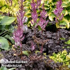 Astilbe 'Dark Side Of The Moon' -Perfect Greenery ASTI DARKSIDEM H41722