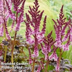 Astilbe 'Dark Side Of The Moon' -Perfect Greenery ASTI DARKSIDEM H41723