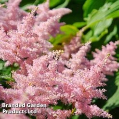 Nurserymans Choice Astilbe -Perfect Greenery ASTI LOOKATME L06779