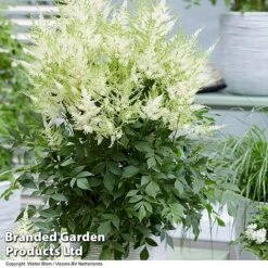 Nurserymans Choice Astilbe -Perfect Greenery ASTI MOJITO S25072