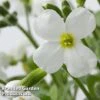 Aubretia Gracilis 'Kitte White' -Perfect Greenery AUBR 63896 A