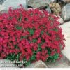 Aubretia Cultorum 'Cascade Red' -Perfect Greenery AUBR CASCADERE U44924