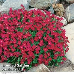 Aubretia Cultorum 'Cascade Red'