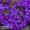 Aubrieta 'Gracea' 2 Aubrieta 'Gracea' -Perfect Greenery AUBR GRACEA L44925