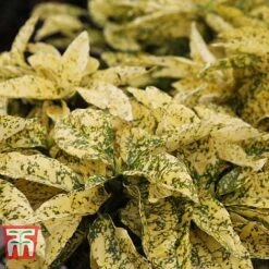 Aucuba Japonica 'Crotonifolia' -Perfect Greenery AUCU T66058 B