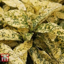 Aucuba Japonica 'Crotonifolia' -Perfect Greenery AUCU T66058 C