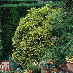 Aucuba Japonica 'Crotonifolia' -Perfect Greenery AUCU T66058 E