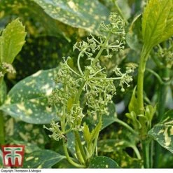 Aucuba Japonica 'Crotonifolia' -Perfect Greenery AUCU T66058 F1