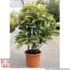 Aucuba Japonica 'Crotonifolia' -Perfect Greenery AUCU T66058 R