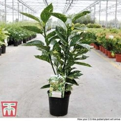 Aucuba Japonica 'Crotonifolia' -Perfect Greenery AUCU T66058 S