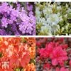 Azalea 'Dwarf Collection'