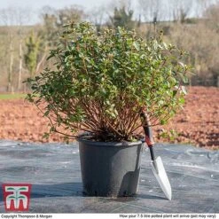 Rhododendron 'Rustica Pink' (Azalea Group) -Perfect Greenery AZAL WKB9203 L