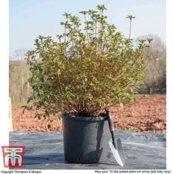 Rhododendron 'Rustica Pink' (Azalea Group) -Perfect Greenery AZAL WKB9203 M