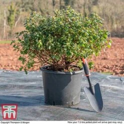 Rhododendron 'Rustica Hybrid Red' (Azalea Group) -Perfect Greenery AZAL WKB9204 L