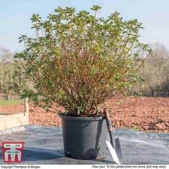 Rhododendron 'Rustica Hybrid Red' (Azalea Group) -Perfect Greenery AZAL WKB9204 M