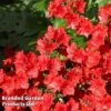 Azalea 'Japanese Red' 2 Azalea 'Japanese Red' -Perfect Greenery AZAL JAPANRED L46443