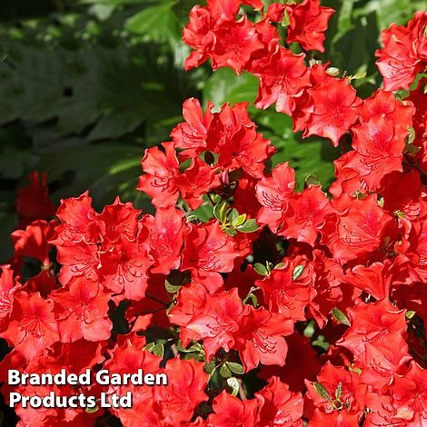 Azalea 'Japanese Red' 3 Azalea 'Japanese Red'