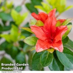 Azalea 'Japanese Red' 16 Azalea 'Japanese Red' -Perfect Greenery AZAL STDJAPRED U39305