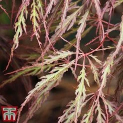 Acer Palmatum 'Crimson Queen' -Perfect Greenery Acer crimson