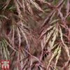 Acer Palmatum 'Crimson Queen' -Perfect Greenery Acer crimson3
