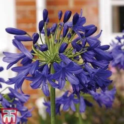 Agapanthus Duo Collection 6 Agapanthus Duo Collection -Perfect Greenery Agapanthus Flower of Love2021