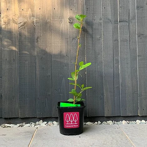 Alder Tree (Alnus Glutinosa) Grown By Cotswold Trees 5 Alder Tree (Alnus Glutinosa) Grown By Cotswold Trees - Image 3