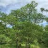 Alder Tree (Alnus Glutinosa) Grown By Cotswold Trees -Perfect Greenery Alder1a
