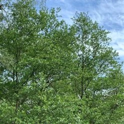 Alder Tree (Alnus Glutinosa) Grown By Cotswold Trees 6 Alder Tree (Alnus Glutinosa) Grown By Cotswold Trees -Perfect Greenery Alder2a