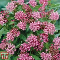 Asclepias Collection -Perfect Greenery Asclepias Cind
