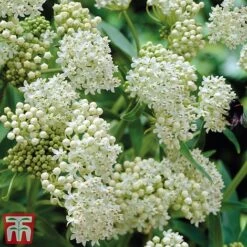 Asclepias Collection -Perfect Greenery Asclepias Ice