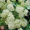 Asclepias Incarnata 'Ice Ballet' -Perfect Greenery Asclepias Ice1