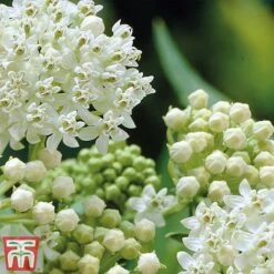 Asclepias Incarnata 'Ice Ballet' -Perfect Greenery Asclepias Ice3