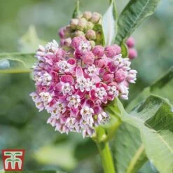 Asclepias Collection -Perfect Greenery Asclepias Soul2