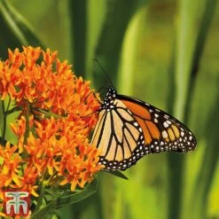 Asclepias Collection -Perfect Greenery Asclepias tub