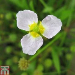 Baldellia Ranunculoides (Marginal Aquatic) -Perfect Greenery BALD T78097 C h