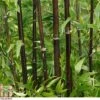 Black Bamboo -Perfect Greenery BAMB T80166 A