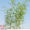 Fish-pole Bamboo -Perfect Greenery BAMB TKA3318 A