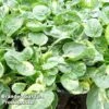 Barbarea Vulgaris 'Variegated Winter Cream' -Perfect Greenery BARB 63898 A