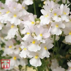 White Hanging Basket Duo -Perfect Greenery BASK T15787 C