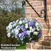 Viola 'Ocean Blues Collection' 1 Viola 'Ocean Blues Collection' -Perfect Greenery BASK PREPLVIOL T49365