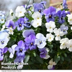 Viola 'Ocean Blues Collection' -Perfect Greenery BASK PREPLVIOL T49368