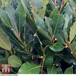 Laurus Nobilis (Standard) -Perfect Greenery BAYT T44505 D