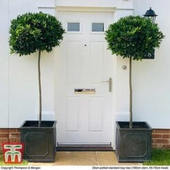 Laurus Nobilis (Standard) -Perfect Greenery BAYT T44505 E1