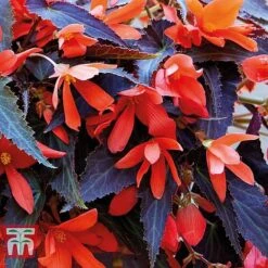 Begonia 'Bossa Nova Night Fever Papaya' -Perfect Greenery BEGO KA8763 B