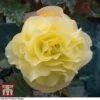 Begonia 'Fragrant Falls Improved™ - Lemon Delight' -Perfect Greenery BEGO KB2774 A