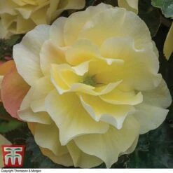 Begonia 'Fragrant Falls Improved&trade; - Lemon Delight' -Perfect Greenery BEGO KB2774 C
