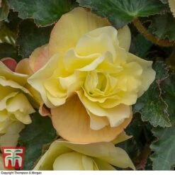 Begonia 'Fragrant Falls Improved&trade; - Lemon Delight' -Perfect Greenery BEGO KB2774 D