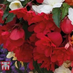 Begonia X Tuberhybrida 'Illumination Mixed' -Perfect Greenery BEGO P86758 B